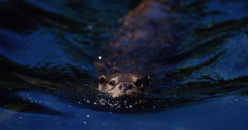 Loutre-de-rivière-WWF