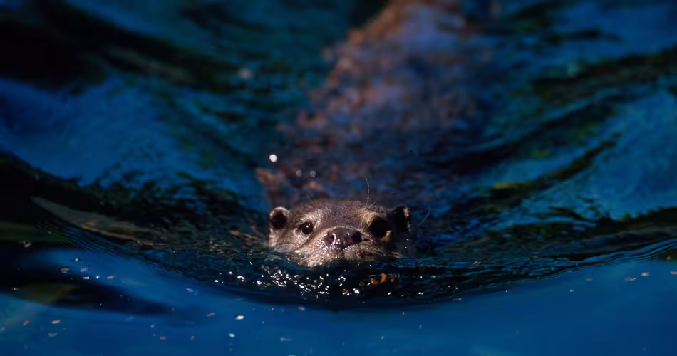 Il est très important pour la loutre que l'eau ne soit pas polluée notamment car elle s'y reproduit.