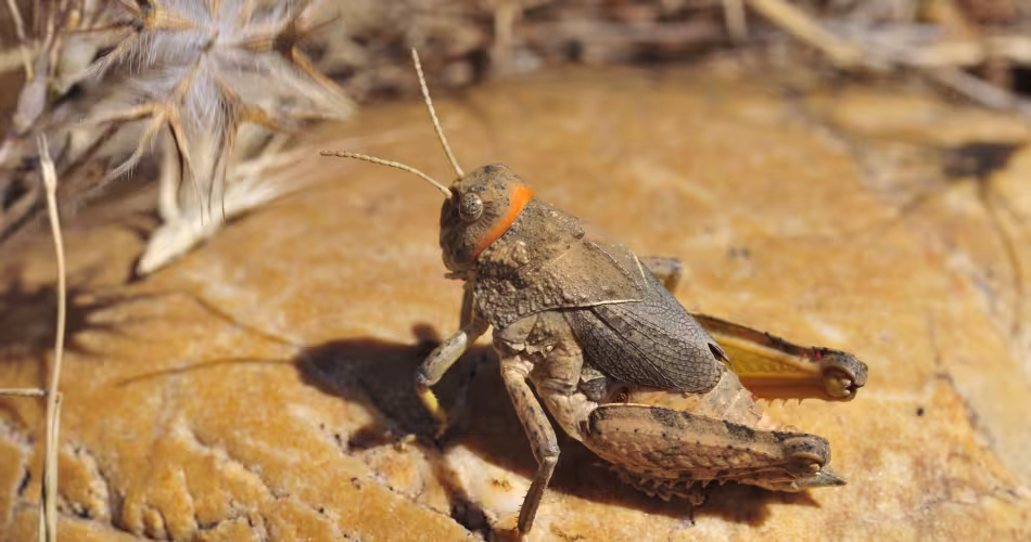 Priontropis rhodanica