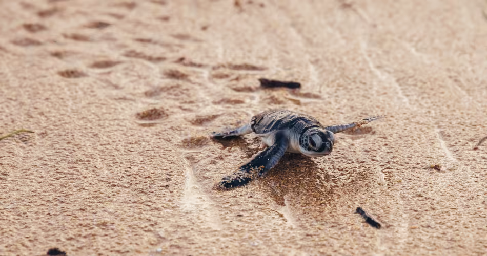 Une jeune tortue marine marche sur le sable, Kenya 