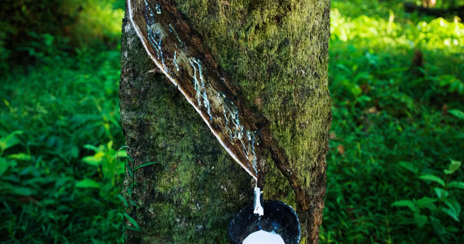 Latex recueilli d'un hévéa, région de Tanintharyi (Myanmar)