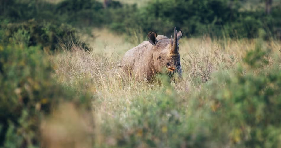 Le braconnage et le déclin de leur habitat naturel poussent à une diminution sévère de la population des rhinocéros noirs.