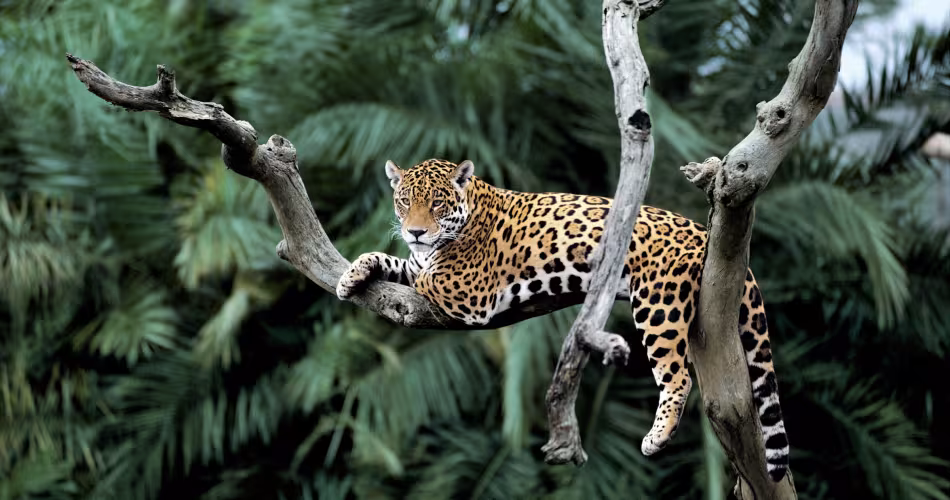 Jaguar (Panthera onca) sur un arbre Pantanal, Brésil.
