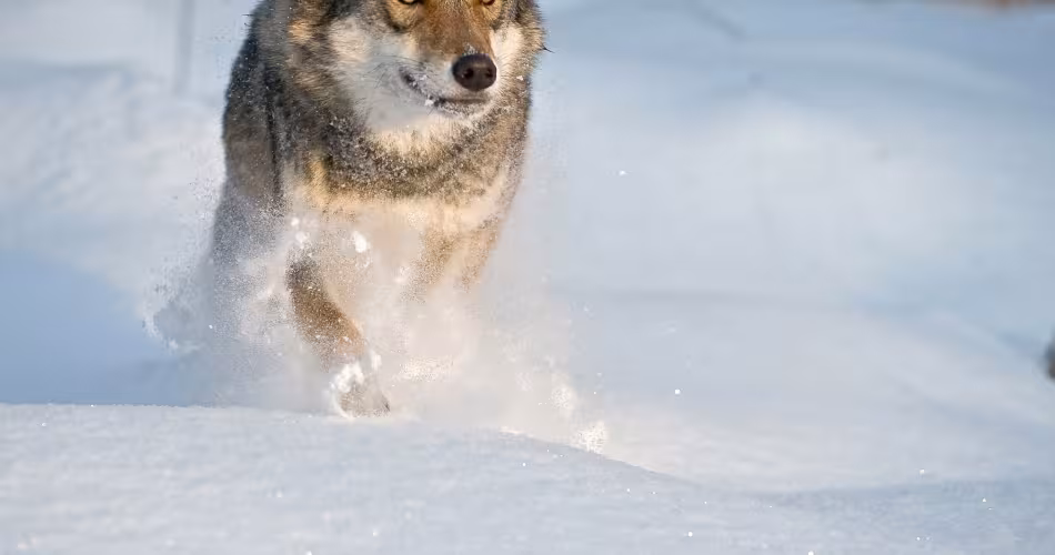 Loup (Canis lupus) en train de courir dans la neige (Russie)