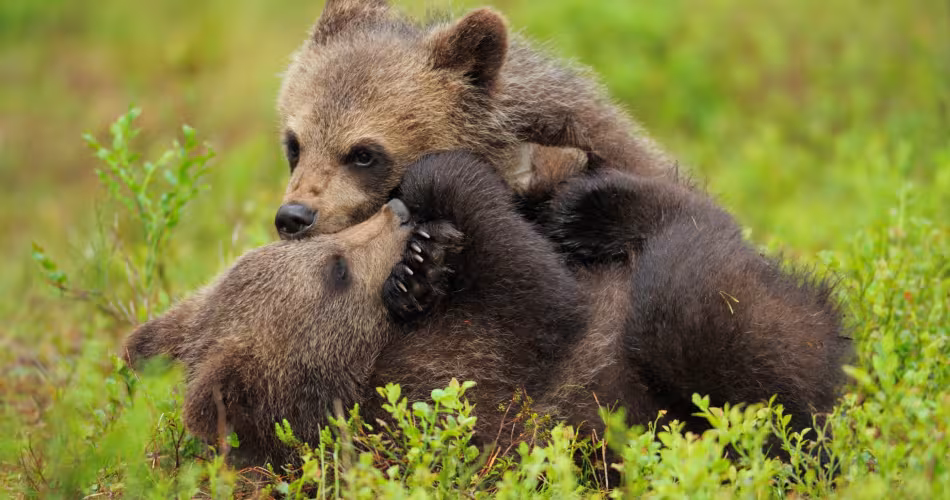 Deux jeunes ours bruns (Ursus arctus) jouent dans une prairie en Finlande