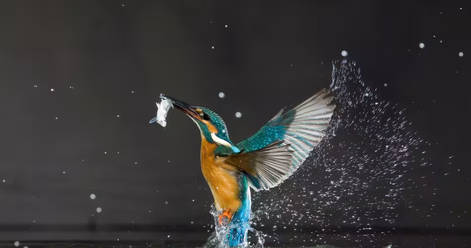 Un martin-pêcheur (Alcedo atthis) et sa proie, Balatonfuzfo, Hongrie