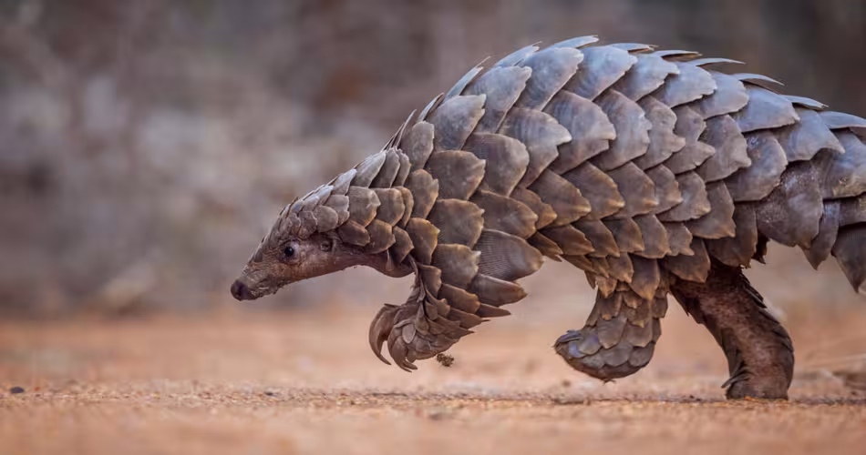 Avec une protection de catégorie 1 en Chine, le pangolin bénéficie désormais de la même protection que le panda géant.