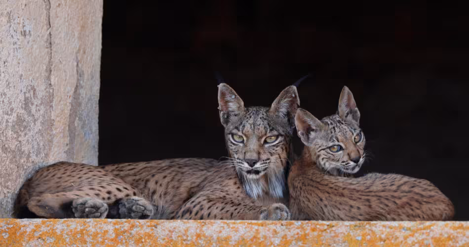 Lynx pardinus