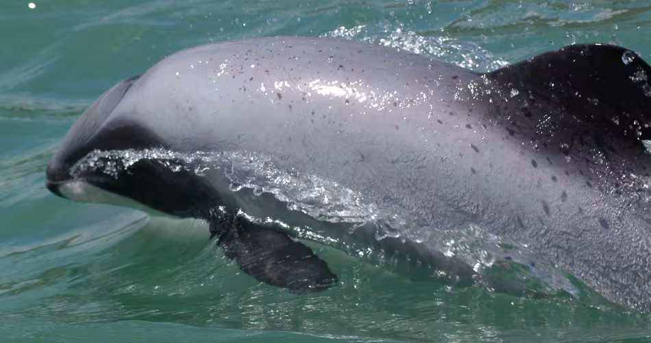Moins grand qu'un humain adulte, le dauphin Māui (Cephalorhynchus hectori maui) mesure entre 1,2 à 1,4 m de long et pèse environ 50 kg. 