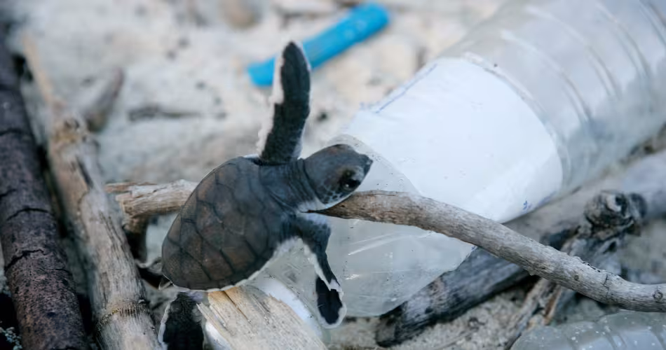 Une tortue à peine née se faufile à travers les déchets sur une plage de l'île Juani, Tanzanie