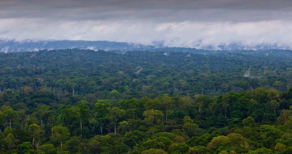 Forêt du Bassin du Congo