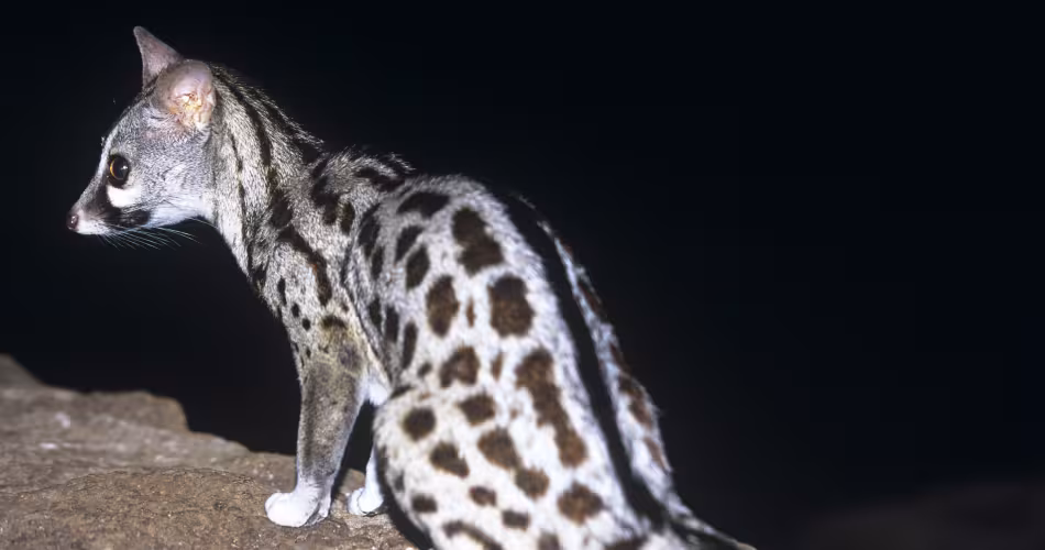 Voici à quoi ressemble une genette, « genetta genetta » de son nom scientifique.