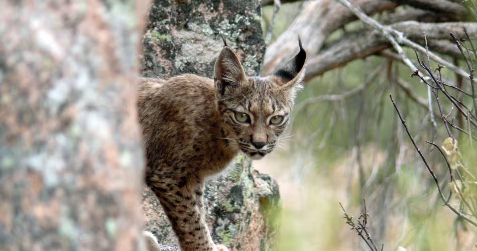 Lynx pardinus
