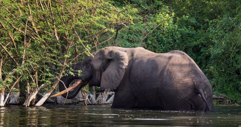 Un éléphant adulte se rafraîchissant dans le parc national du Virunga de la République Démocratique du Congo.