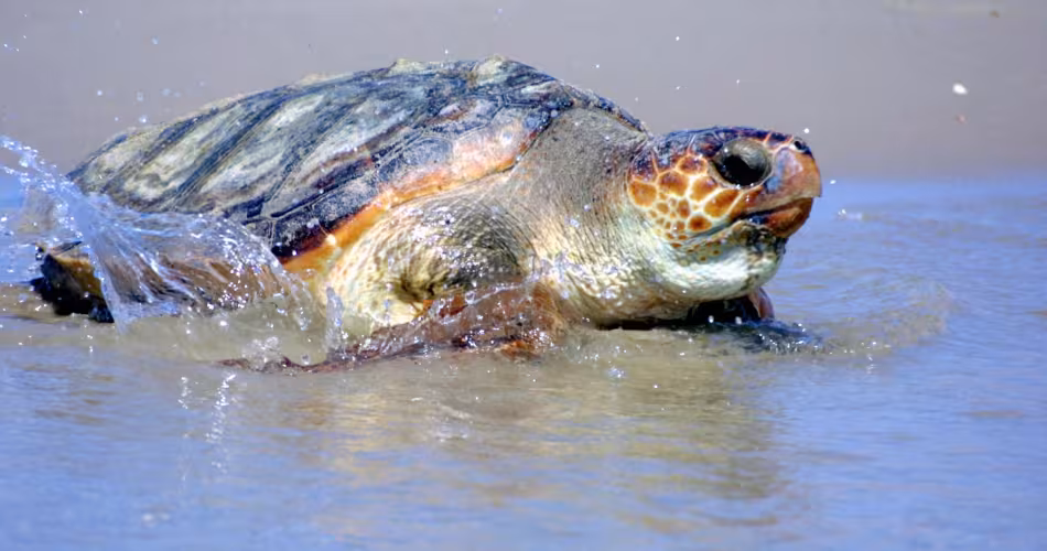 La création d'Aires Marines Protégées permet de préserver la biodiversité des mers et des océans.
