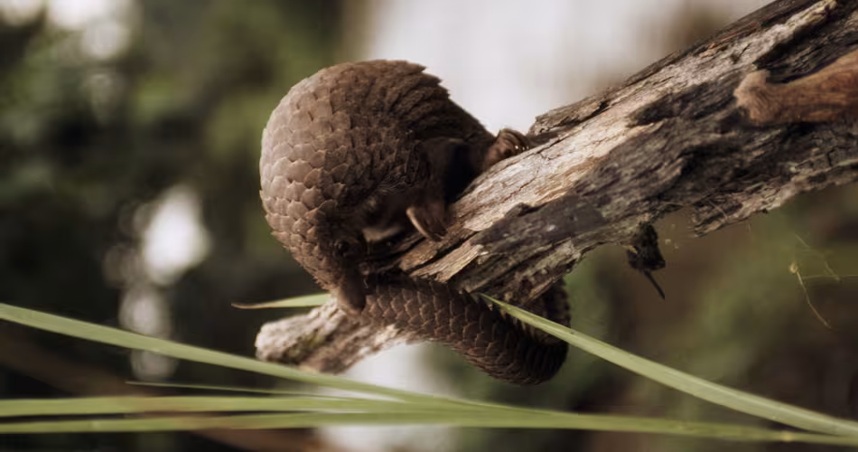 Pangolin (Manis tricuspis) sur une branche d'arbre, République Démocratique du Congo