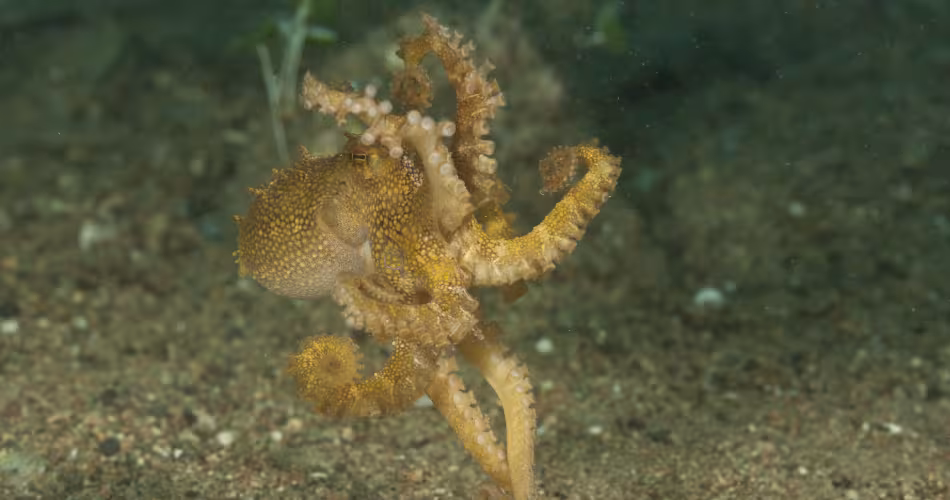 Un petit poulpe qui marche dans les profondeurs aquatiques des Philippines.