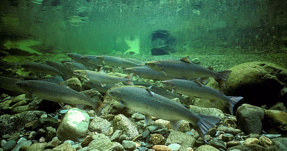 Saumon atlantique sauvage dans la rivière Alma au Canada