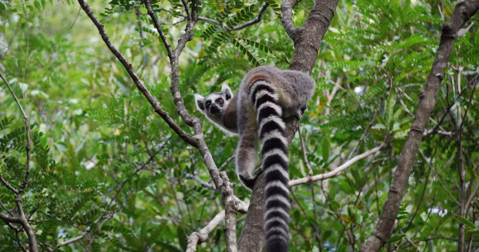 Lémurien à queue annelée (Lemur catta) ou maki dans un arbre du Parc d'Anja