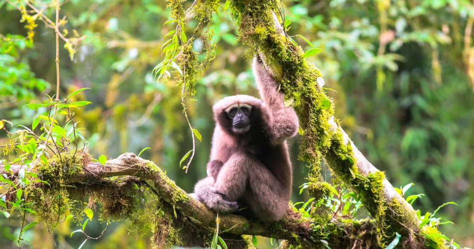 Un Skywalker Hoolock Gibbon découvert au Myanmar en 2017