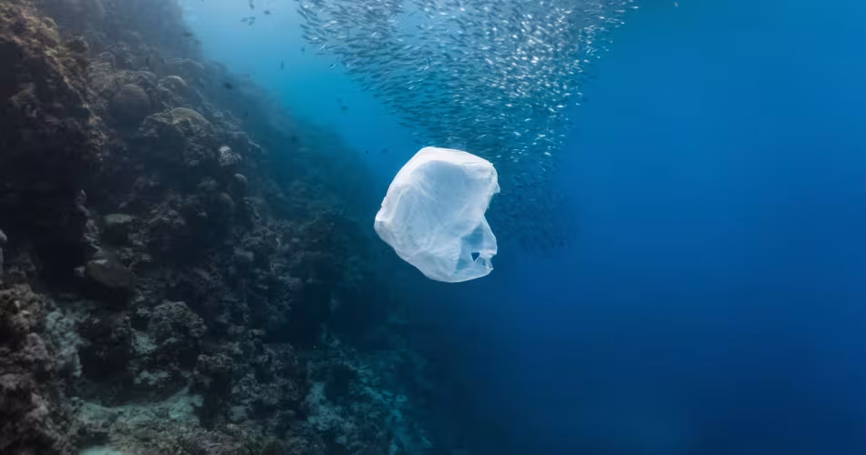 Un sac plastique et un banc de poissons près d'un récif peu profond