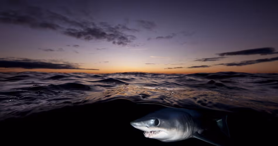 La plupart des requins des océans sont obligés de nager continuellement afin de faire passer l’eau à travers leur gueule et leurs branchies pour pouvoir respirer - ils se noieraient sinon.