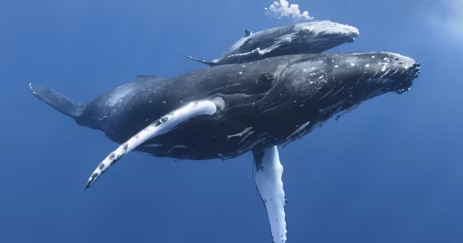 Baleine à bosse avec sont petit 