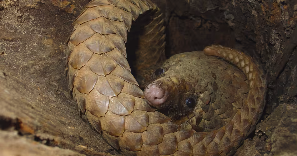 Le pangolin est suspecté d'avoir servi d'hôte intermédiaire et transmis le virus à l'homme mais aucune étude ne l'a identifié avec certitude.