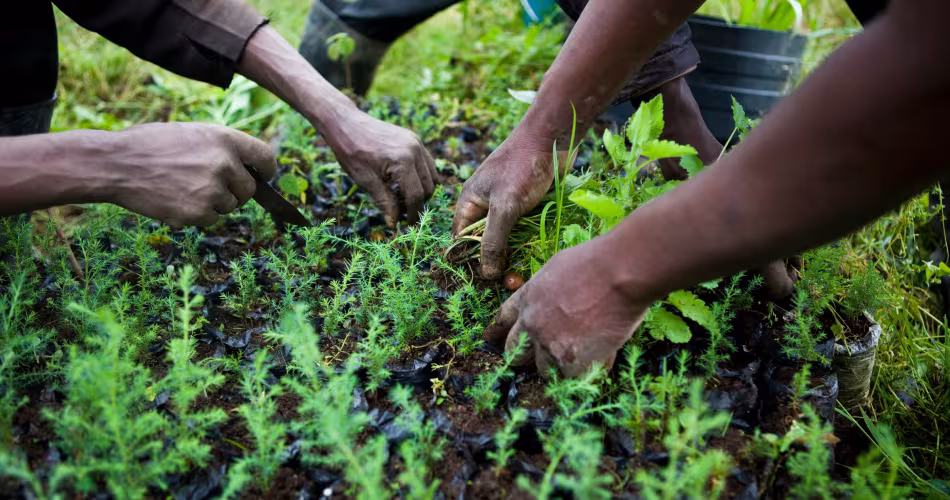 Des membres du Groupe de Floriculture Mkungi, disctrict de Mkungi, Lac Naivasha, Kenya 