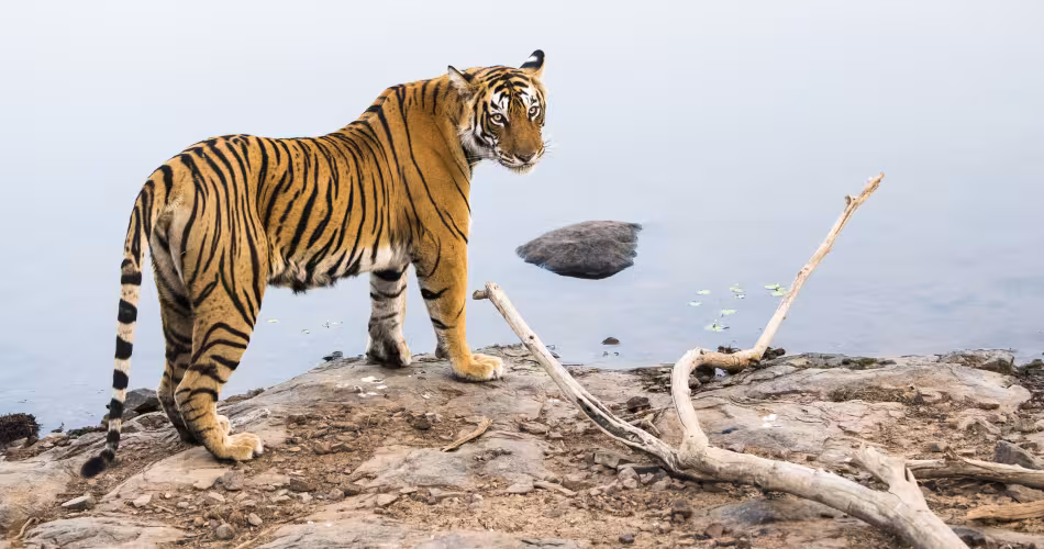 Tigre du Bengale dans le Ranthambhore National Park, Rajasthan, Inde.