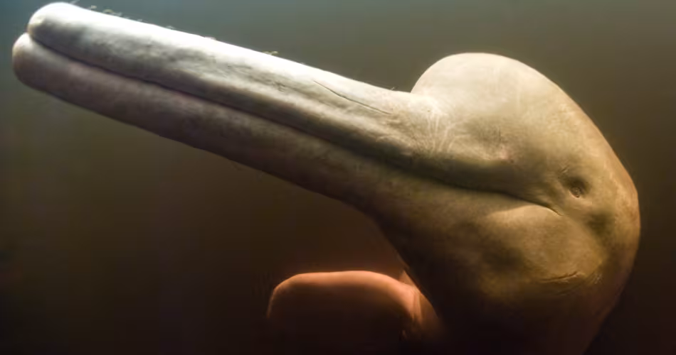 Le dauphin rose des rivières peut mesurer et peser jusqu'à 2,8 mètres et 160 kilogrammes.