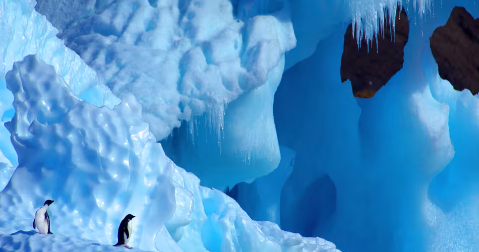 Préserver les stocks de krill permet de préserver la biodiversité en Antarctique.
