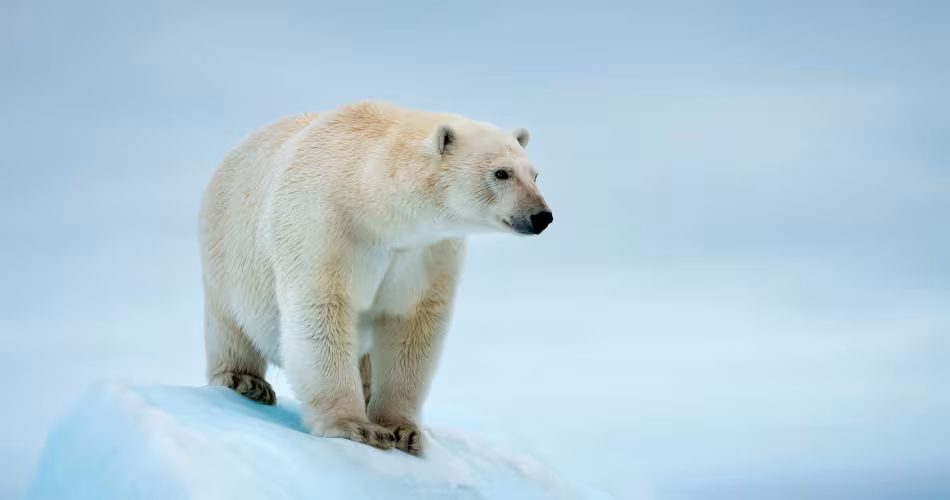 L'ours polaire, aussi appelé le « seigneur de la banquise » est classé comme espèce « vulnérable » dans la Liste rouge de l'UICN.