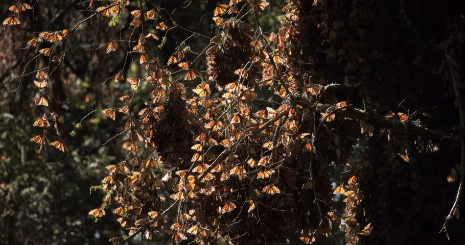 Les papillons monarques (danaus plexippus) ont rejoint leur site d'hivernation dans la réserve El Rosario au Mexique. 