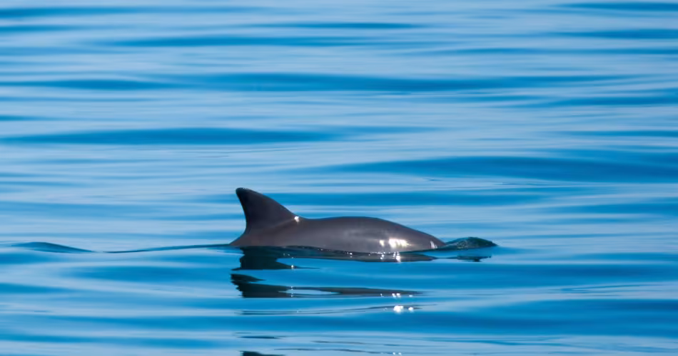 L'aileron d'un vaquita dans les eaux du Golfe de Californie, Mexique
