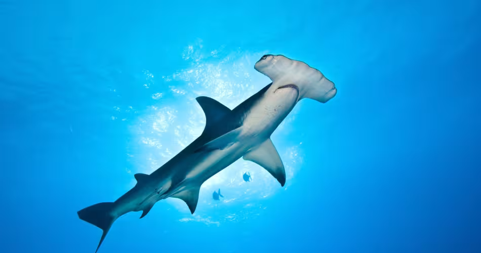 Un requin marteau (Sphyrna mokarran) dans les eaux des Bahamas.