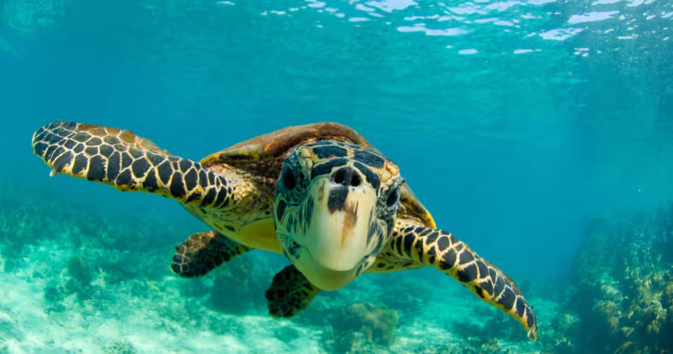 La tortue imbriquée est la plus menacée d'extinction parmi toutes les tortues marines.