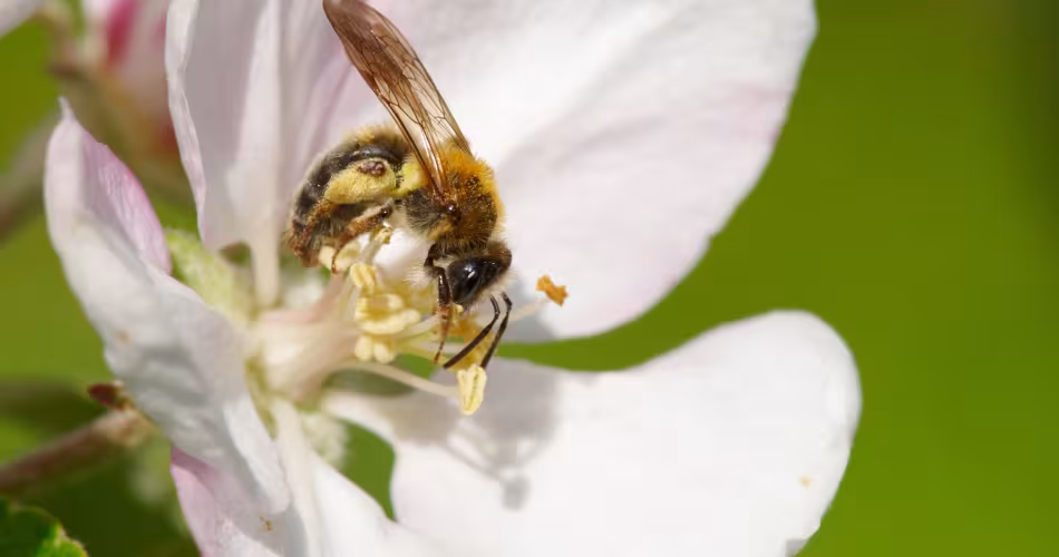 Femelle abeille (Andrena helvola), butinant une fleur de pommier.