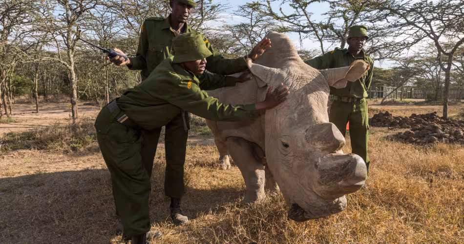 Sudan, dernier rhinocéros blanc du Nord (Ceratotherium simum cottoni), réserve naturelle d'Ol Pejeta (Kenya)
