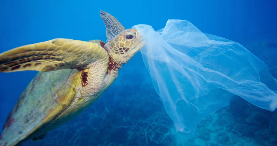 Chaque année, plus de 600 000 tonnes de plastique sont déversées dans la mer Méditerranée. 