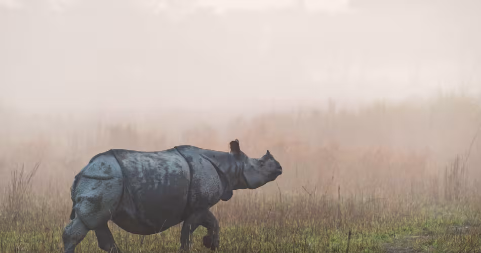 Un rhinocéros marche dans le parc national Kaziranga en Inde au petit matin