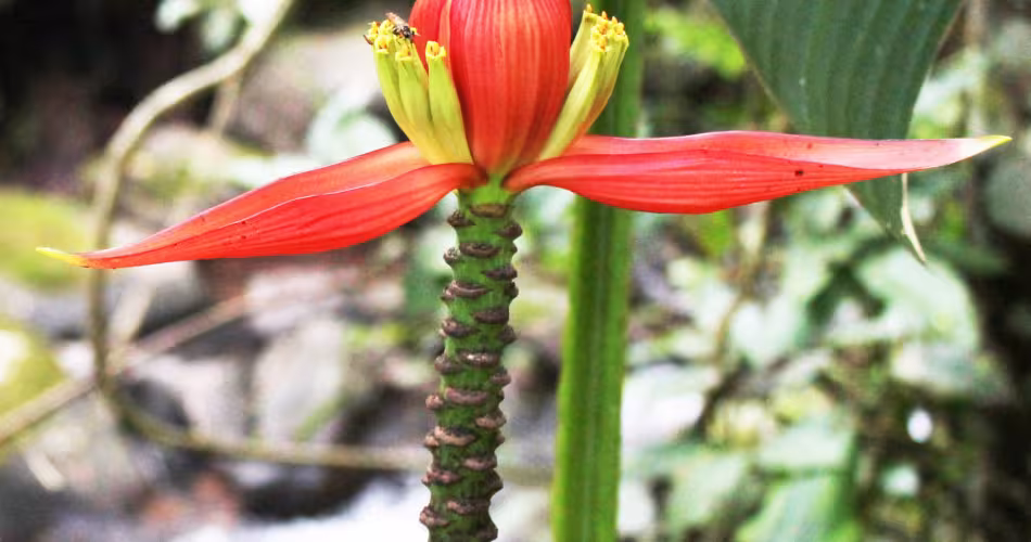 Musa nanensis