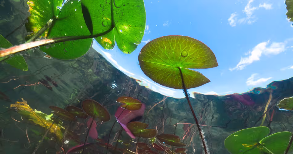 Nénuphar-Eau-Douce-WWF