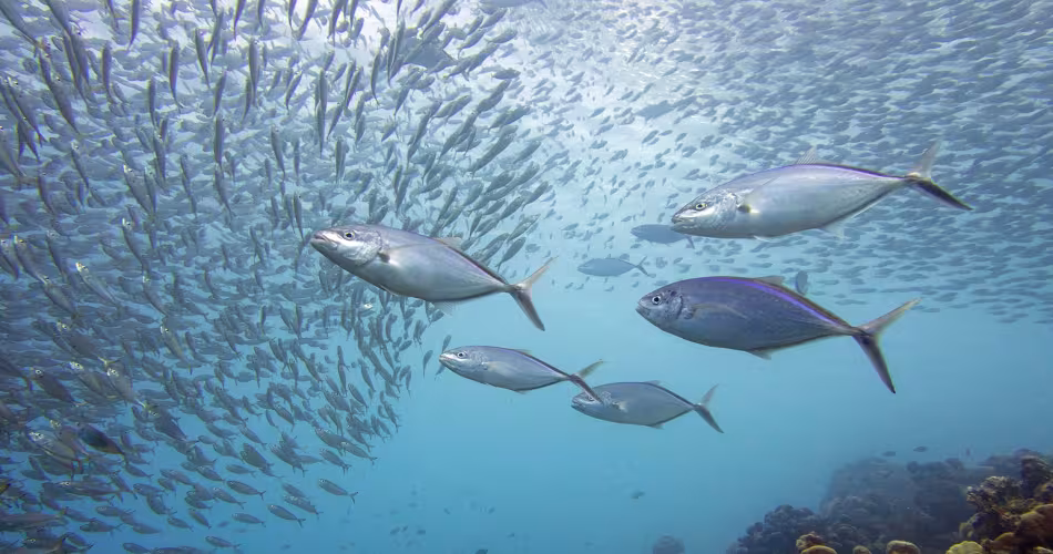 Thunnus obesus