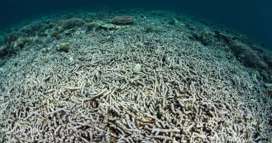 Les coraux prennent une teinte blanche lorsque les algues qui les recouvrent meurent, ceci dû au réchauffement climatique. 