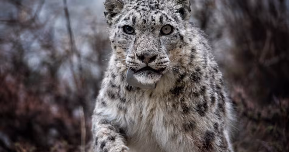 La panthère des neiges est particulièrement difficile à observer. Suivre les déplacements du félin pour permettre une surveillance à court terme de l’animal et contribuer à long terme à la protection de son habitat.