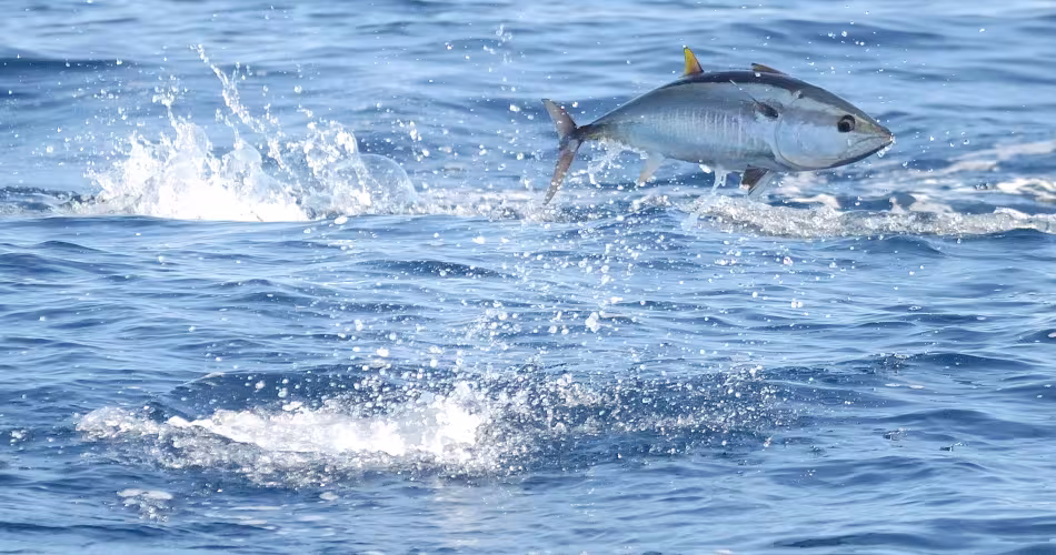 Thunnus thynnus