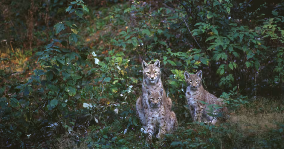 La biodiversité, un enjeu pour la gestion des forêts tempérées - Lynx Boréals