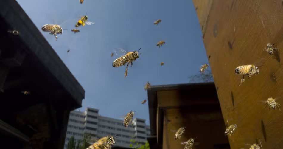 Abeilles en train de voler dans le ciel de Paris, loi biodiversité