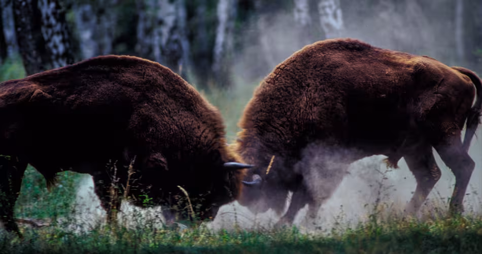 Combat de bisons Européens dans la Réserve du Wisent Game en Slovaquie.